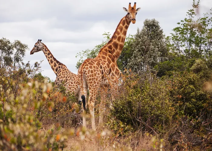 Lake manyara national Park giraffe