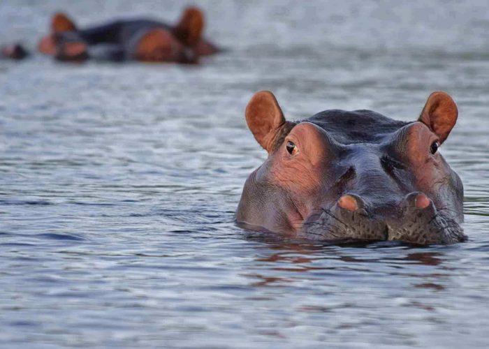 Lake manyara national Park hippo