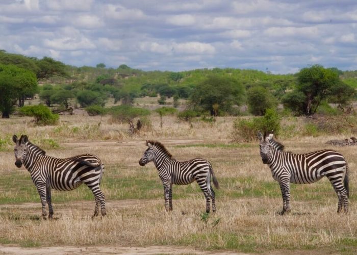 Lake manyara national Park zebra