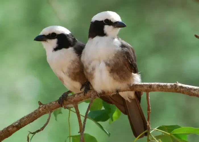 Mkomazi National Park3