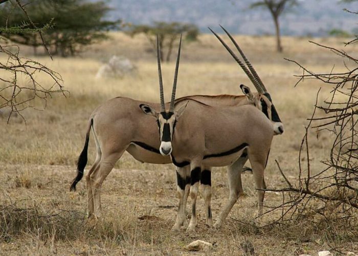 Mkomazi National Park4