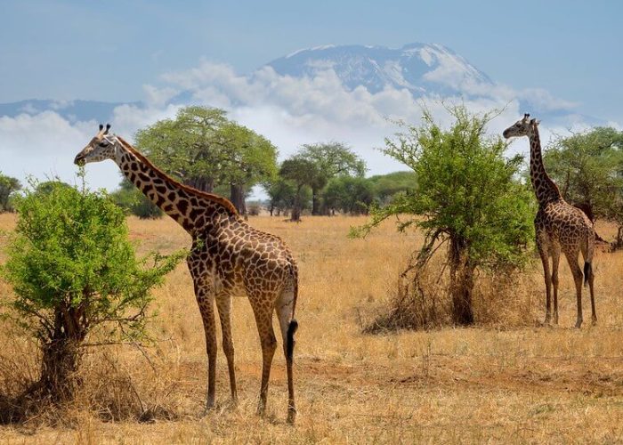 Mount Kilimanjaro national park2