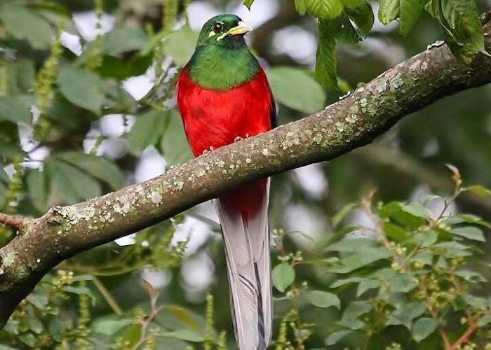 Mount Kilimanjaro national park4