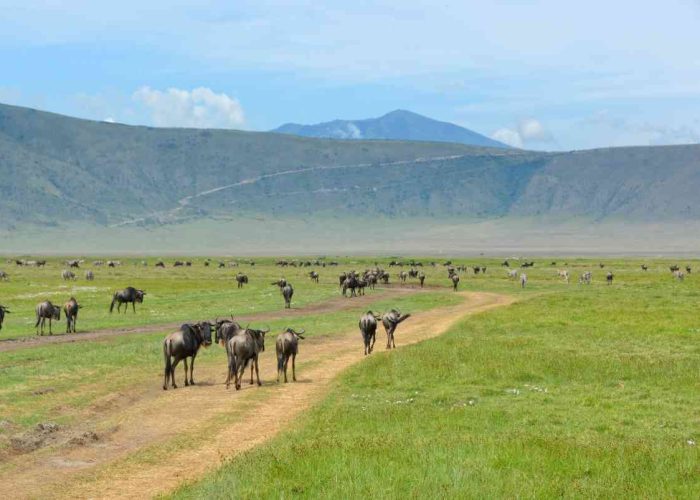 Ngorongoro creater Grade one tours ndutu