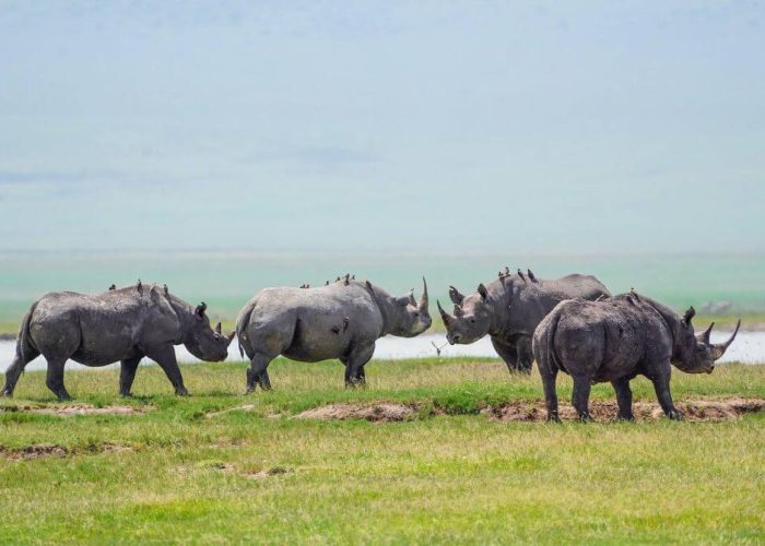 Ngorongoro creater Grade one tours2