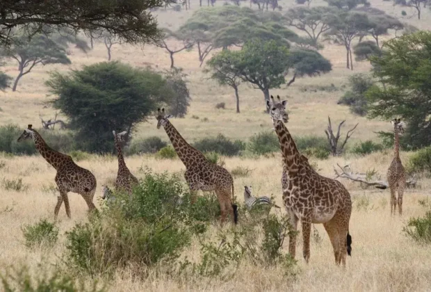 Tarangire National Park2