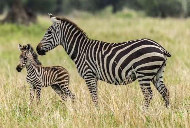 Tarangire National Park4